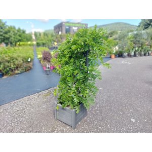 Vistéria kvetnatá (Wisteria floribunda) ´ROSEA´ - výška 140-160 cm, hranatý kvetináč - ŠPALIÉRA